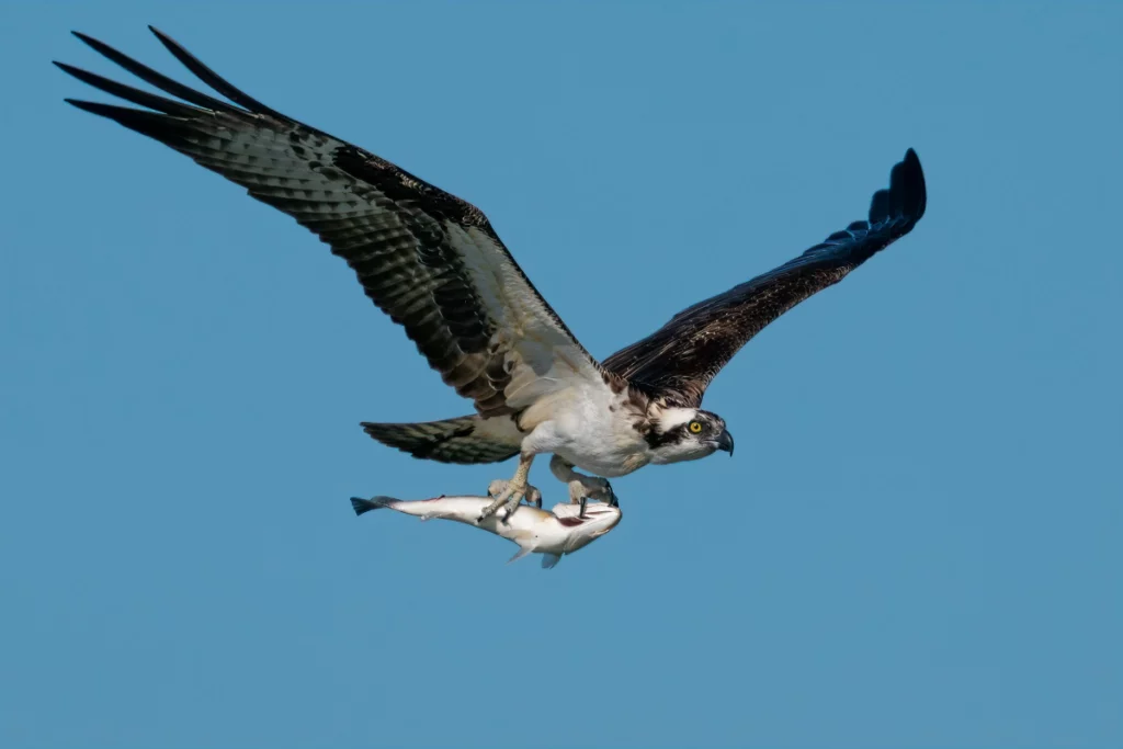 Natuurorganisatie Sustainablejobs.nl
